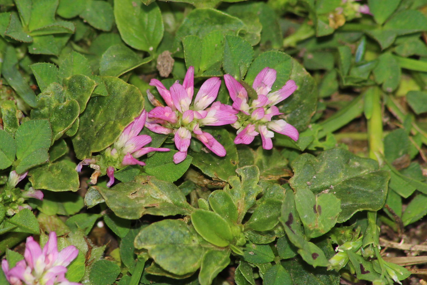 Trifolium resupinatum / Trifoglio risupinato